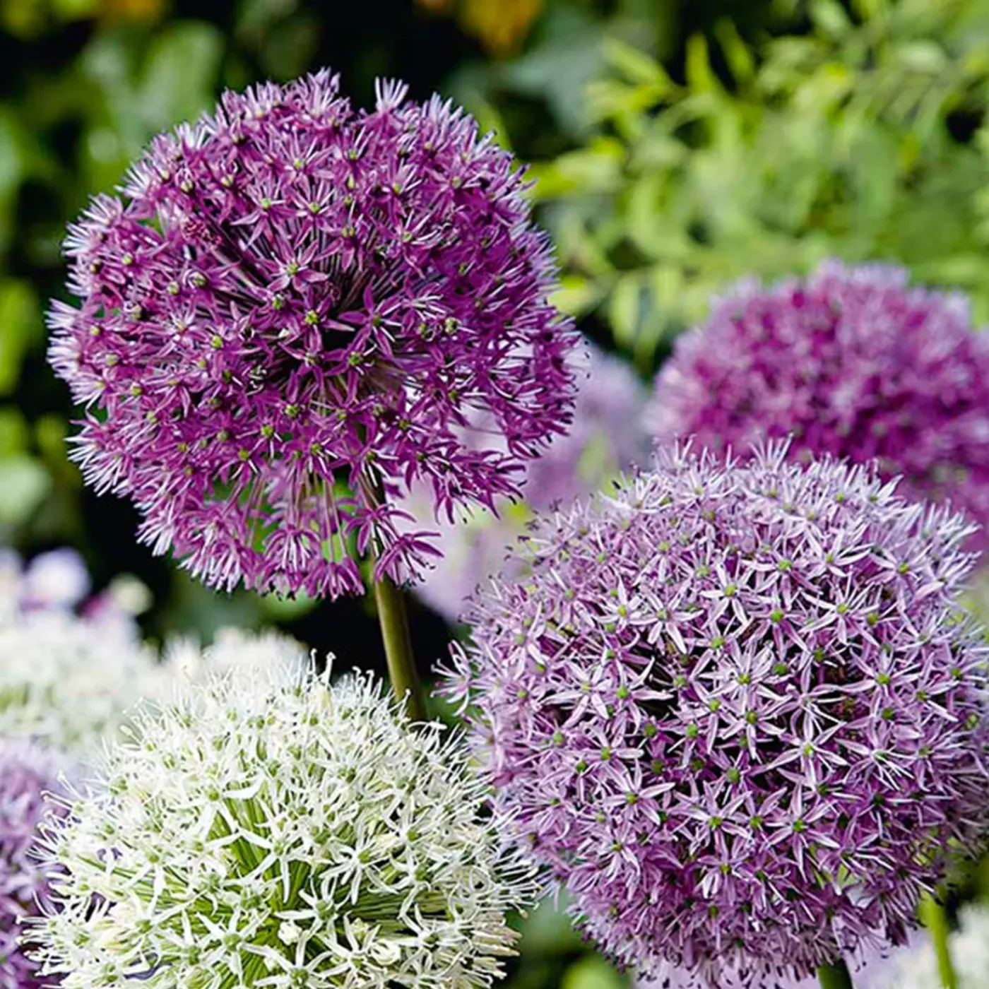 Bloomique Mix Van 15 - Allium Fantasia - Look - Voorjaarsbloeiend - Meerjarige Planten - Groeit Tot 70-90 Cm