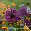 Mix Van 15 - Allium Purple Sensation - Look - Meerjarige Planten - Groeit Tot 70-90 Cm