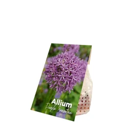 Mix Van 15 - Allium Purple Sensation - Look - Meerjarige Planten - Groeit Tot 70-90 Cm