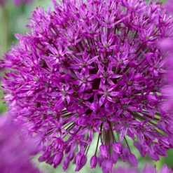 Mix Van 15 - Allium Purple Sensation - Look - Meerjarige Planten - Groeit Tot 70-90 Cm