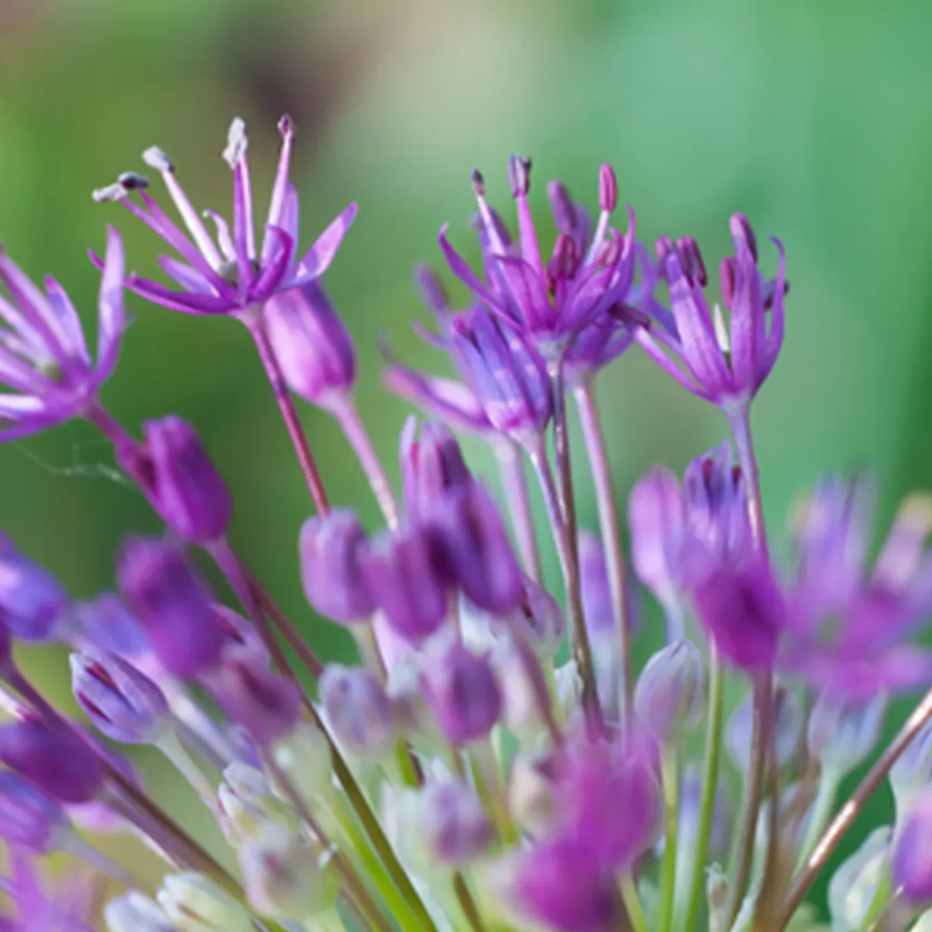 Mix Van 15 - Allium Purple Sensation - Look - Meerjarige Planten - Groeit Tot 70-90 Cm