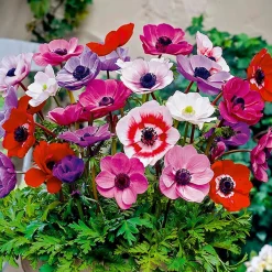 Bloomique Mix Van 50 - Anemone De Caen - Tuinanemoon - Meerjarige Planten - Groeit Tot 20-25 Cm