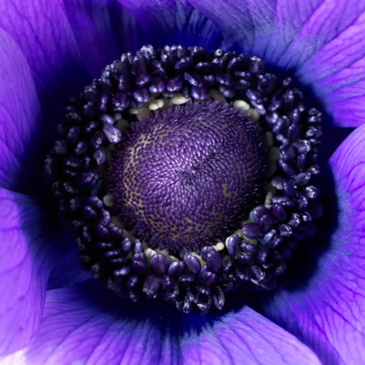 Bloomique Mix Van 50 - Anemone De Caen - Tuinanemoon - Meerjarige Planten - Groeit Tot 20-25 Cm