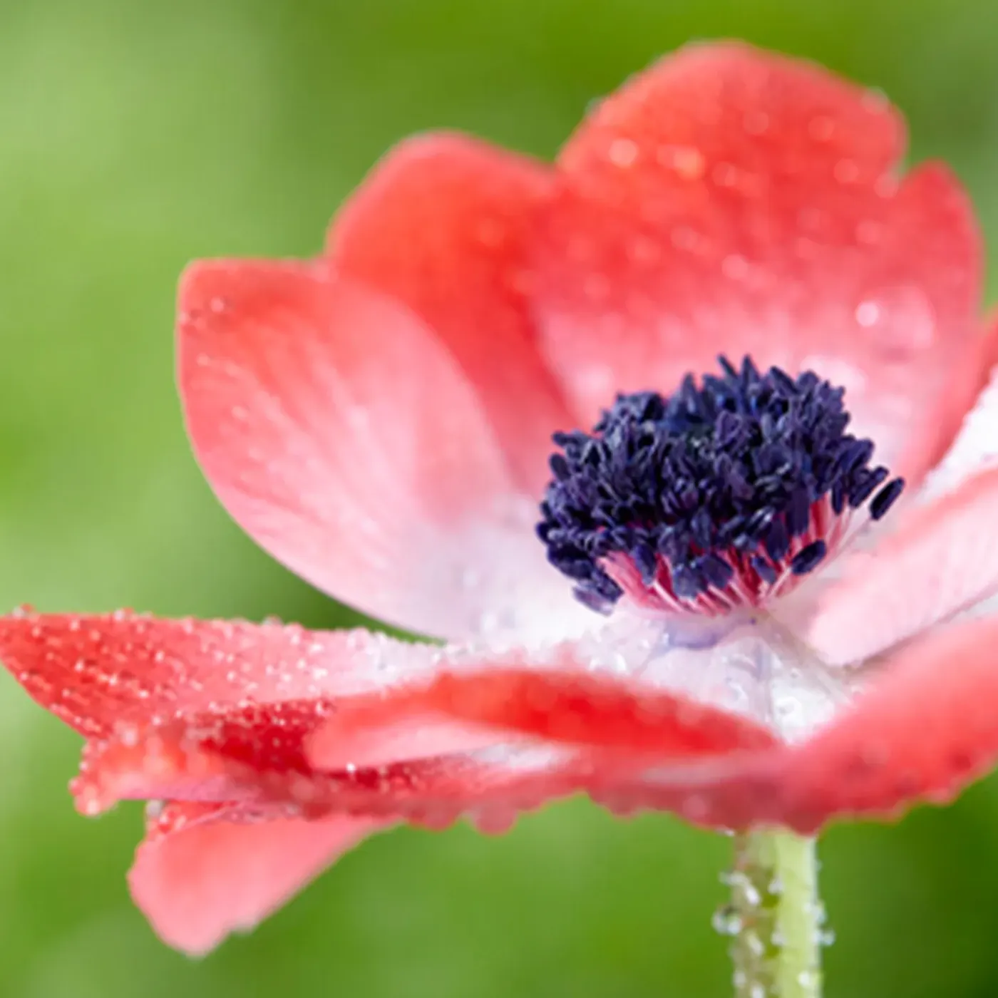 Bloomique Mix Van 50 - Anemone De Caen - Tuinanemoon - Meerjarige Planten - Groeit Tot 20-25 Cm