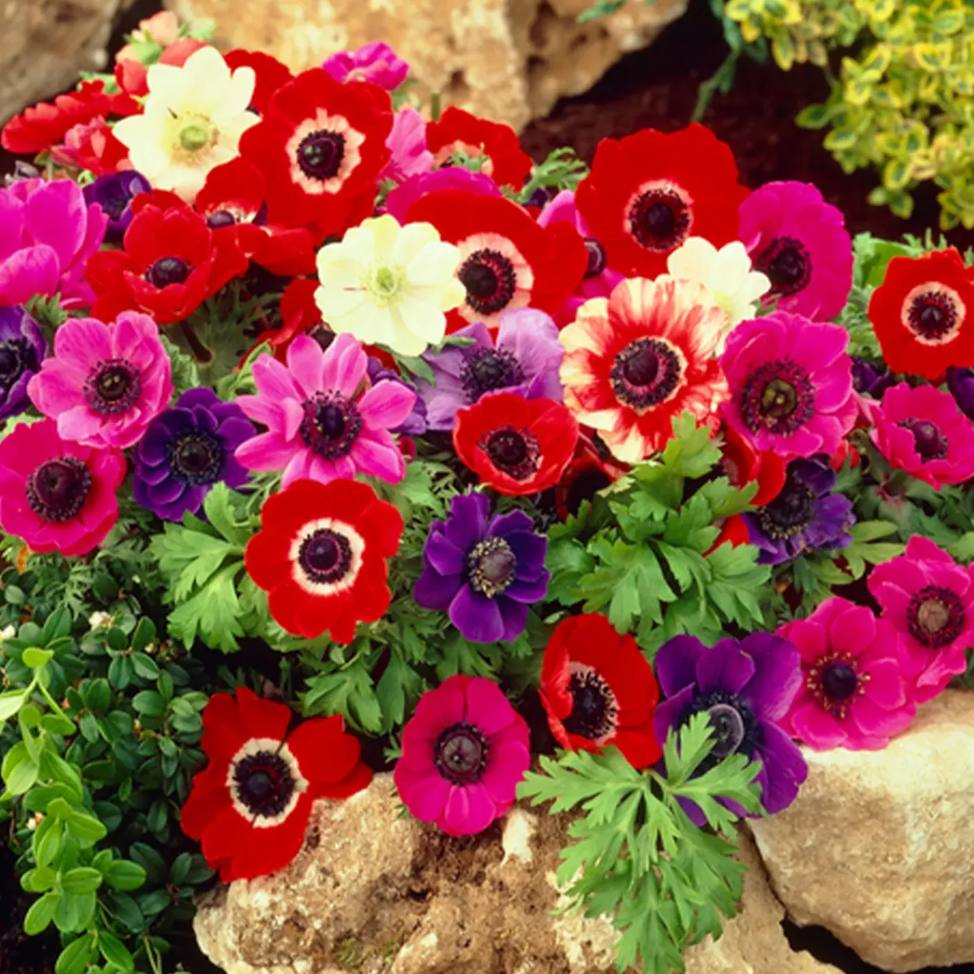 Bloomique Mix Van 50 - Anemone De Caen - Tuinanemoon - Meerjarige Planten - Groeit Tot 20-25 Cm