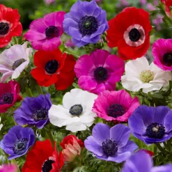 Bloomique Mix Van 50 - Anemone De Caen - Tuinanemoon - Meerjarige Planten - Groeit Tot 20-25 Cm