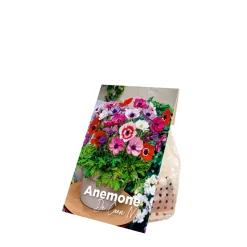 Bloomique Mix Van 50 - Anemone De Caen - Tuinanemoon - Meerjarige Planten - Groeit Tot 20-25 Cm