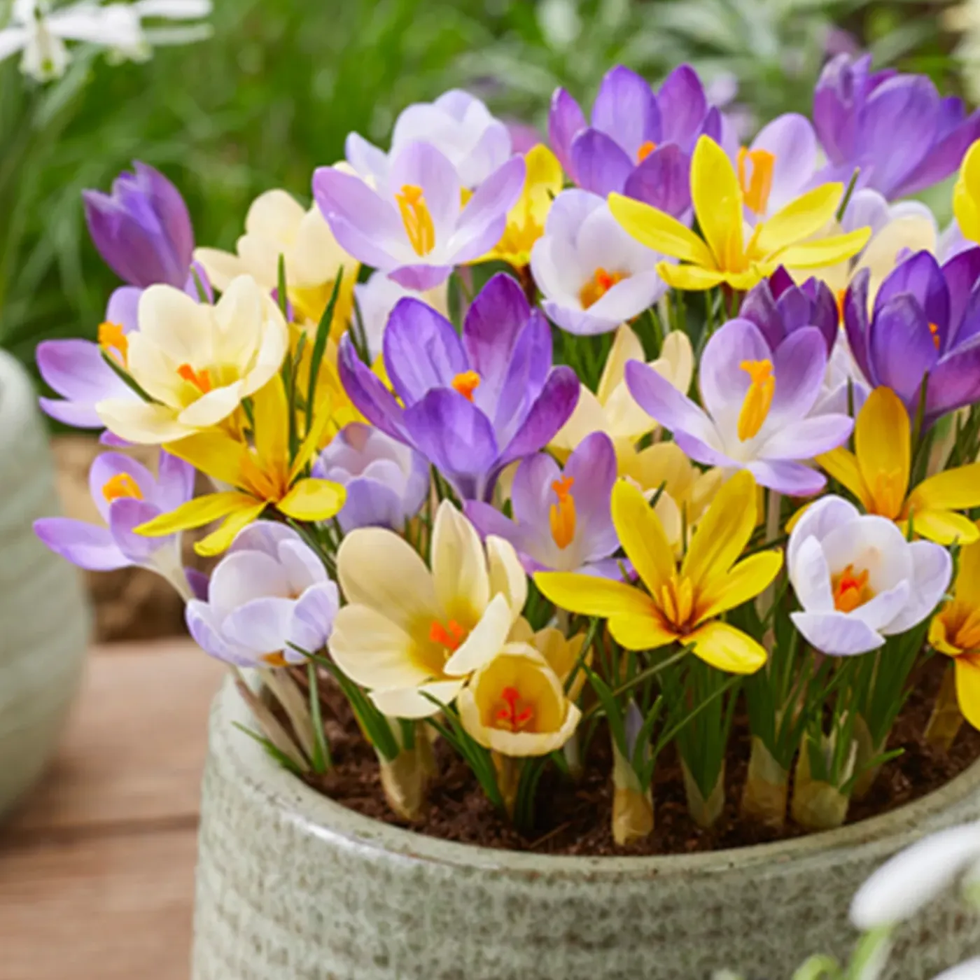 Bloomique Mix Van 40 - Crocus - Krokus - Voorjaarsbloeiend - Meerjarige Planten - Groeit Tot 10-15 Cm