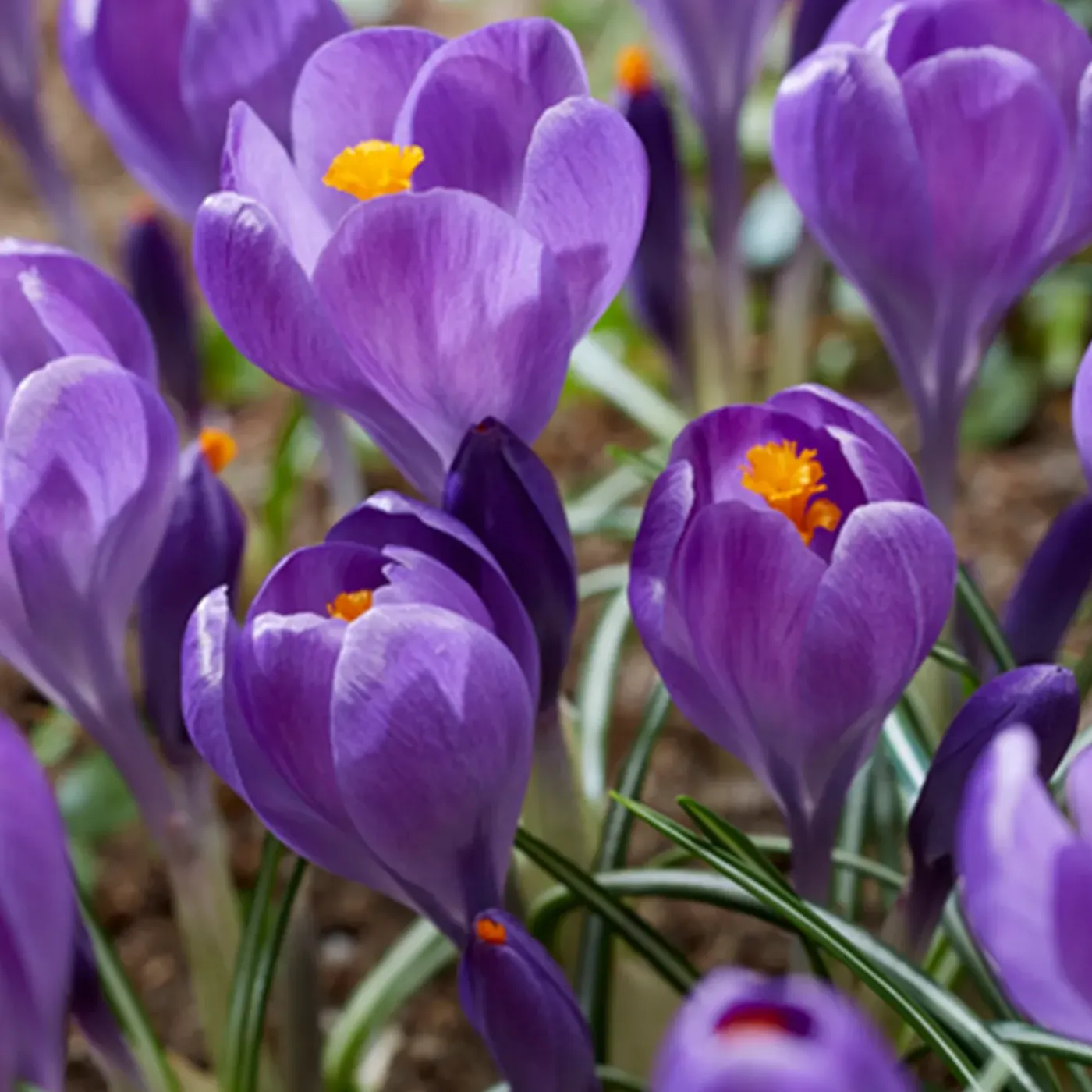 Bloomique Mix Van 40 - Crocus - Krokus - Voorjaarsbloeiend - Meerjarige Planten - Groeit Tot 10-15 Cm