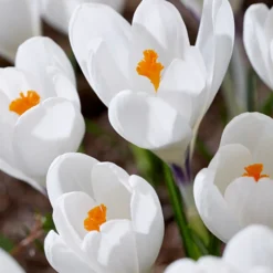Bloomique Mix Van 40 - Crocus - Krokus - Voorjaarsbloeiend - Meerjarige Planten - Groeit Tot 10-15 Cm