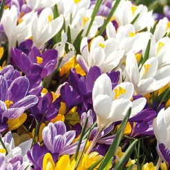 Bloomique Mix Van 40 - Crocus - Krokus - Voorjaarsbloeiend - Meerjarige Planten - Groeit Tot 10-15 Cm