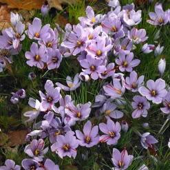 Mix Van 40 - Crocus Sativus - Saffraankrokus - Meerjarige Planten - Groeit Tot 5-10 Cm