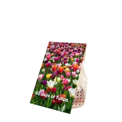 Bloomique Mix Van 20 - 60 Dagen Tulpen - Tulpenbollen - Meerjarige Planten - Groeit Tot 25-60 Cm