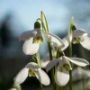 Mix Van 25 - Galanthus Woronowii - Sneeuwklokjes - Meerjarige Planten - Groeit Tot 10-15 Cm