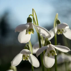 Mix Van 25 - Galanthus Woronowii - Sneeuwklokjes - Meerjarige Planten - Groeit Tot 10-15 Cm