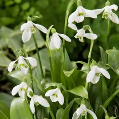 Mix Van 25 - Galanthus Woronowii - Sneeuwklokjes - Meerjarige Planten - Groeit Tot 10-15 Cm