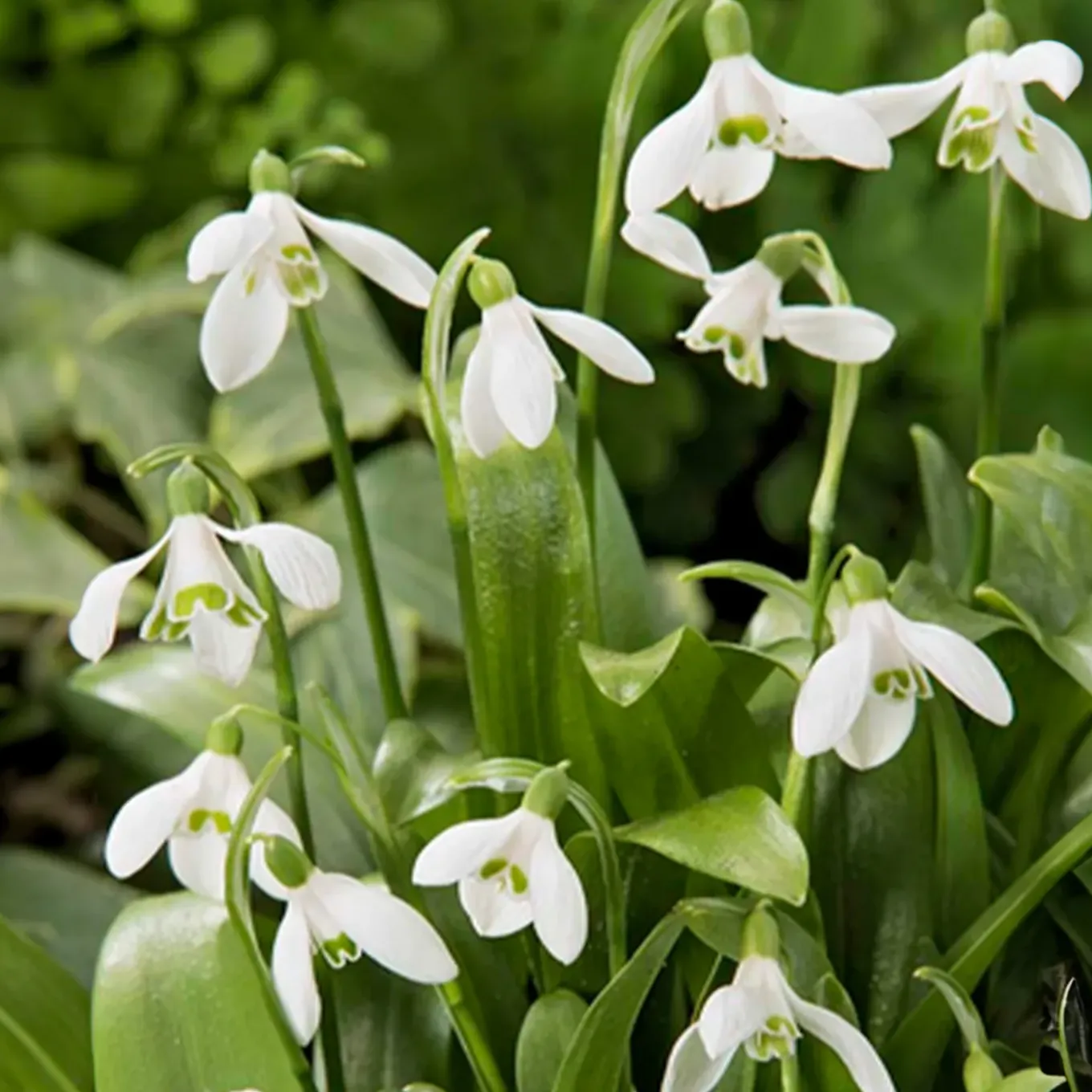 Mix Van 25 - Galanthus Woronowii - Sneeuwklokjes - Meerjarige Planten - Groeit Tot 10-15 Cm