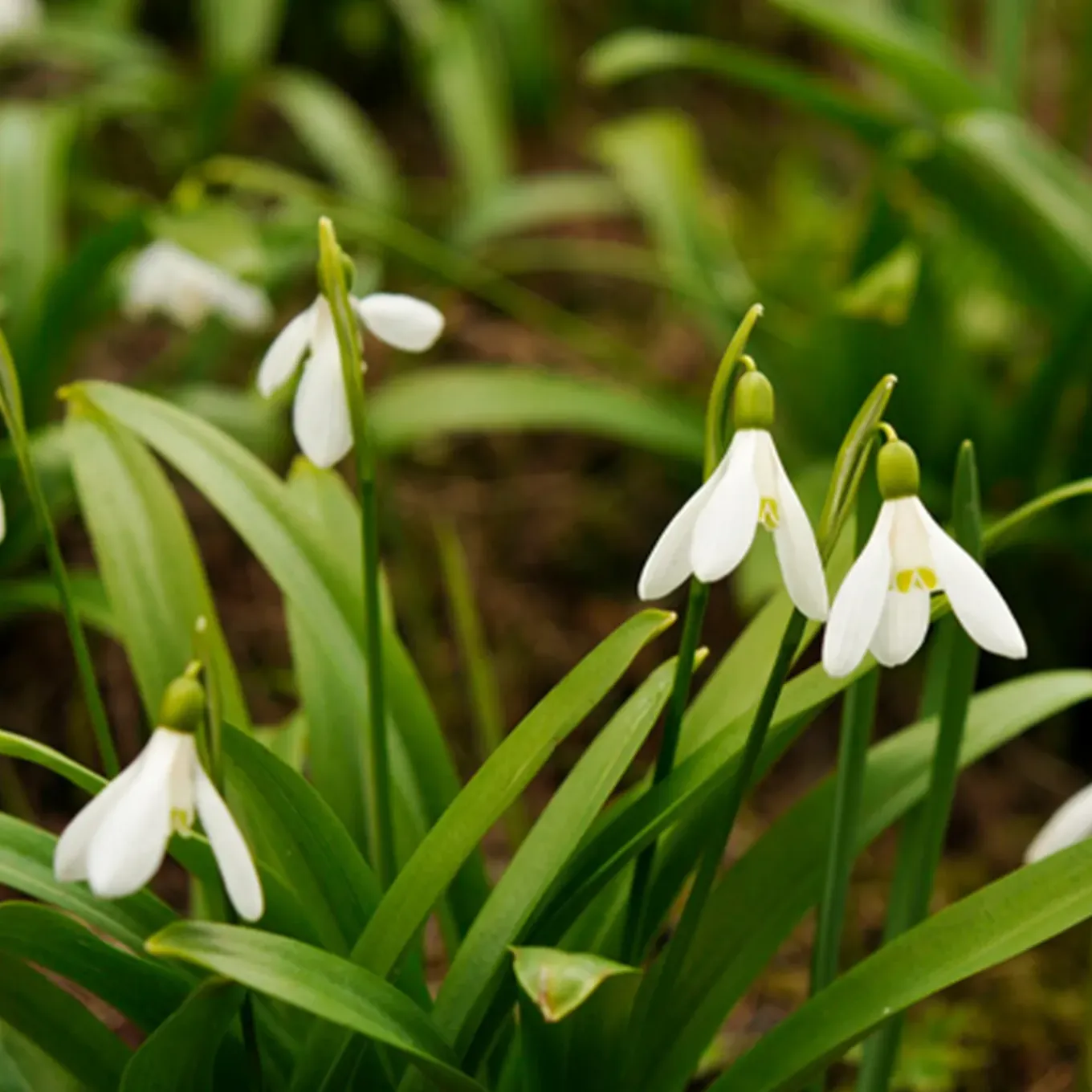 Mix Van 25 - Galanthus Woronowii - Sneeuwklokjes - Meerjarige Planten - Groeit Tot 10-15 Cm