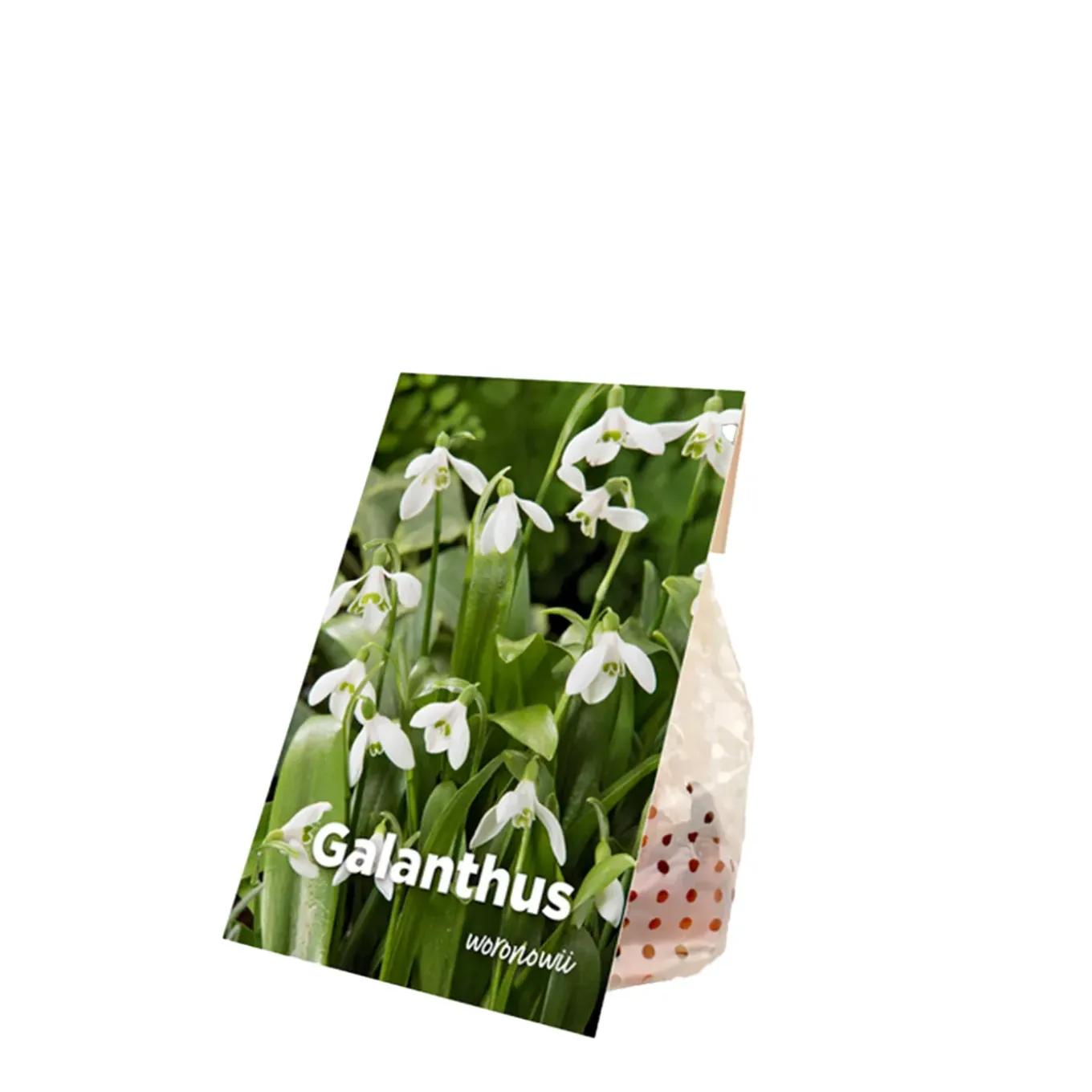 Mix Van 25 - Galanthus Woronowii - Sneeuwklokjes - Meerjarige Planten - Groeit Tot 10-15 Cm