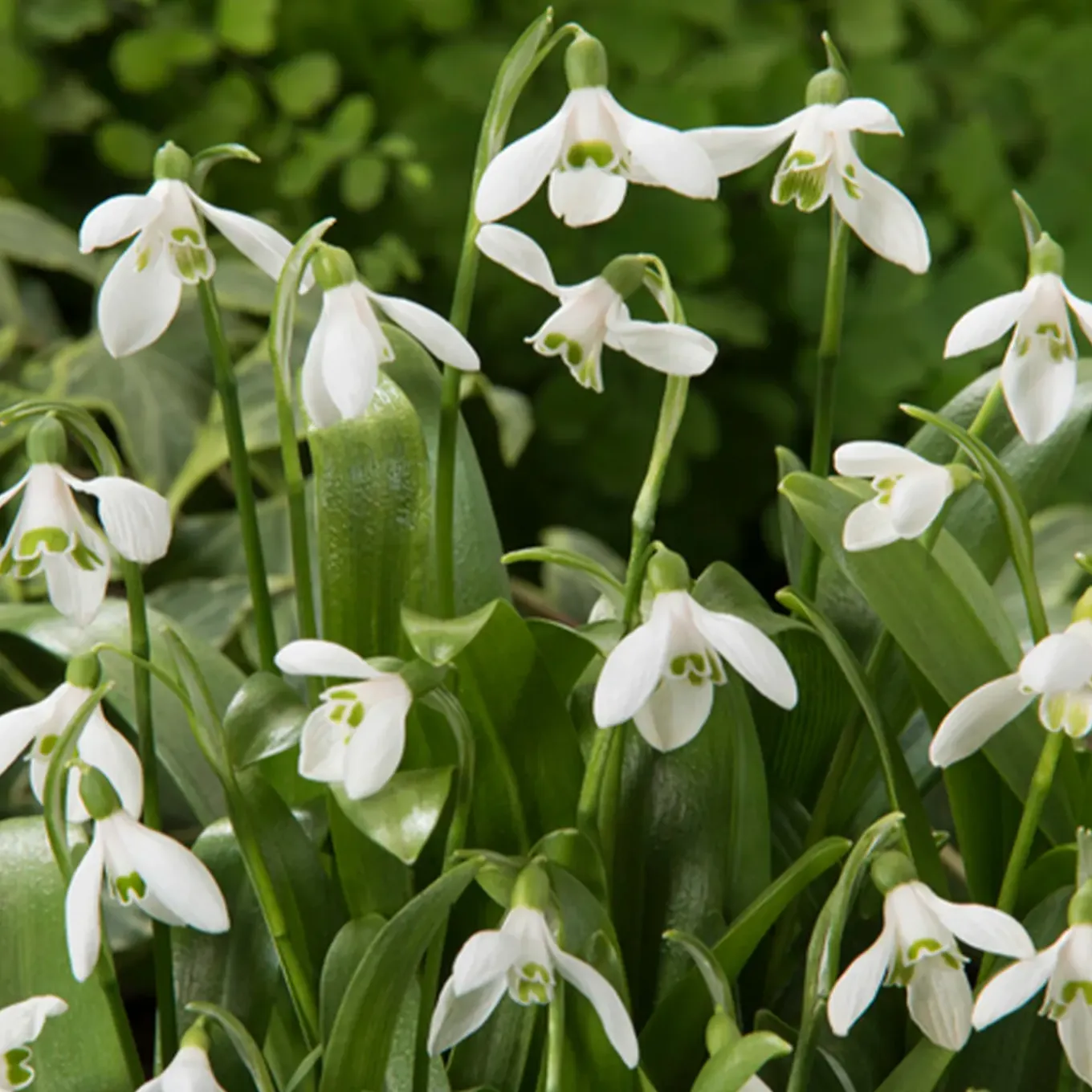 Mix Van 25 - Galanthus Woronowii - Sneeuwklokjes - Meerjarige Planten - Groeit Tot 10-15 Cm