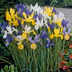Mix Van 50 - Iris Hollandica - Hollandse Iris - Meerjarige Planten - Groeit Tot 50-60 Cm
