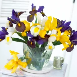 Mix Van 50 - Iris Hollandica - Hollandse Iris - Meerjarige Planten - Groeit Tot 50-60 Cm