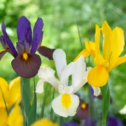 Mix Van 50 - Iris Hollandica - Hollandse Iris - Meerjarige Planten - Groeit Tot 50-60 Cm