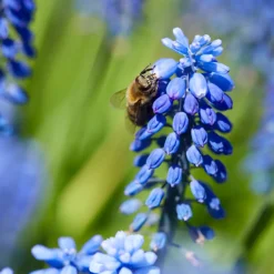 Mix Van 50 - Muscari Armeniacum - Druifhyacint - Meerjarige Planten - Groeit Tot 10-15 Cm