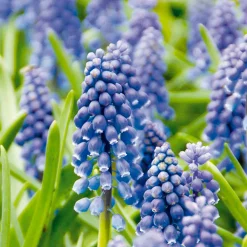 Mix Van 50 - Muscari Armeniacum - Druifhyacint - Meerjarige Planten - Groeit Tot 10-15 Cm