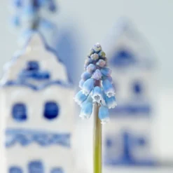 Mix Van 50 - Muscari Armeniacum - Druifhyacint - Meerjarige Planten - Groeit Tot 10-15 Cm