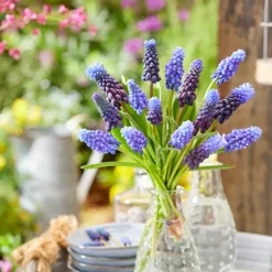 Mix Van 50 - Muscari Armeniacum - Druifhyacint - Meerjarige Planten - Groeit Tot 10-15 Cm