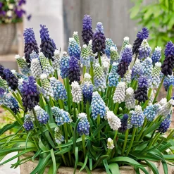 Mix Van 50 - Muscari Mix - Druifhyacint - Meerjarige Planten - Groeit Tot 10-15 Cm