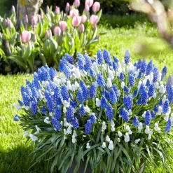 Mix Van 50 - Muscari Mix - Druifhyacint - Meerjarige Planten - Groeit Tot 10-15 Cm