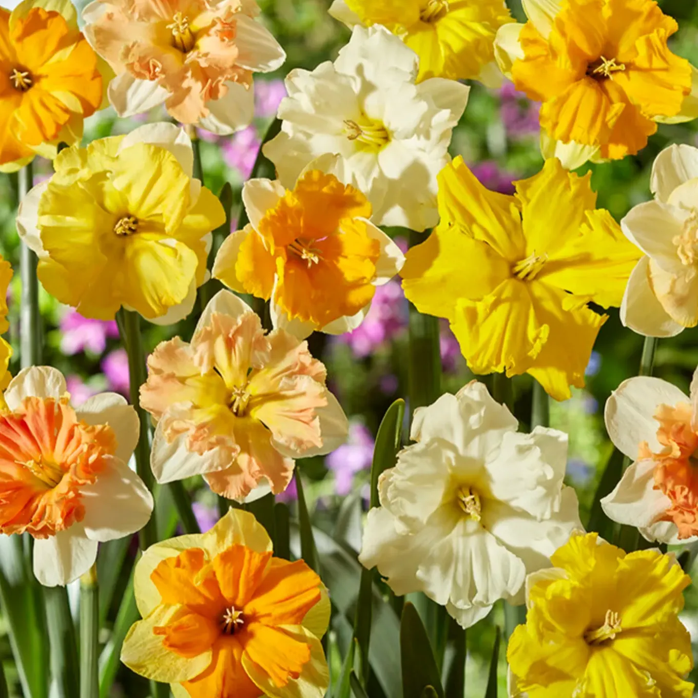 Mix Van 15 - Narcissus - Narcis - Voorjaarsbloeiend - Meerjarige Planten - Groeit Tot 15-35 Cm