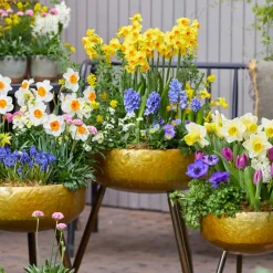 Mix Van 15 - Narcissus - Narcis - Voorjaarsbloeiend - Meerjarige Planten - Groeit Tot 15-35 Cm