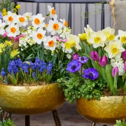 Bloomique Mix Van 15 - Narcissus - Narcis - Voorjaarsbloeiend - Meerjarige Planten - Groeit Tot 35-45 Cm