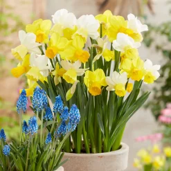 Bloomique Mix Van 15 - Narcissus - Narcis - Voorjaarsbloeiend - Meerjarige Planten - Groeit Tot 35-45 Cm