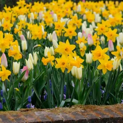 Bloomique Mix Van 15 - Narcissus - Narcis - Voorjaarsbloeiend - Meerjarige Planten - Groeit Tot 35-45 Cm