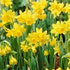 Mix Van 25 - Narcissus Tete A Tete - Kleine Narcis - Meerjarige Planten - Groeit Tot 15-20 Cm