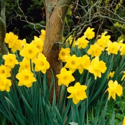 Mix Van 25 - Narcissus Tete A Tete - Kleine Narcis - Meerjarige Planten - Groeit Tot 15-20 Cm