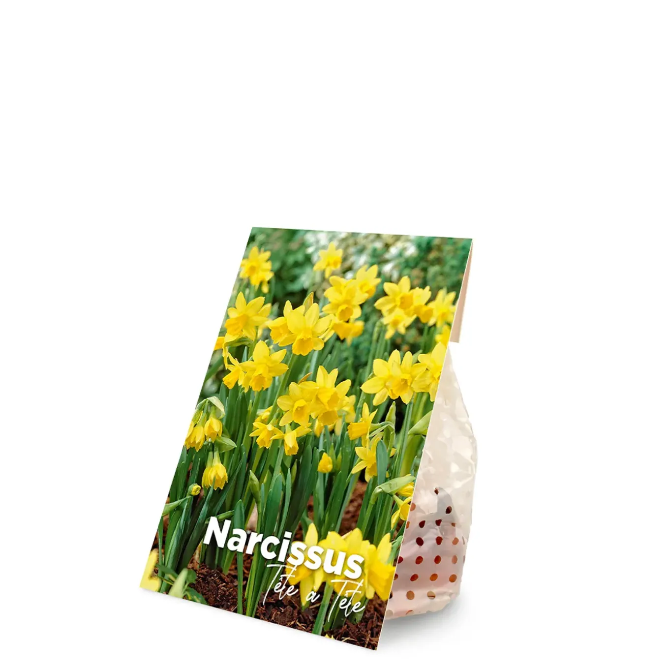 Mix Van 25 - Narcissus Tete A Tete - Kleine Narcis - Meerjarige Planten - Groeit Tot 15-20 Cm