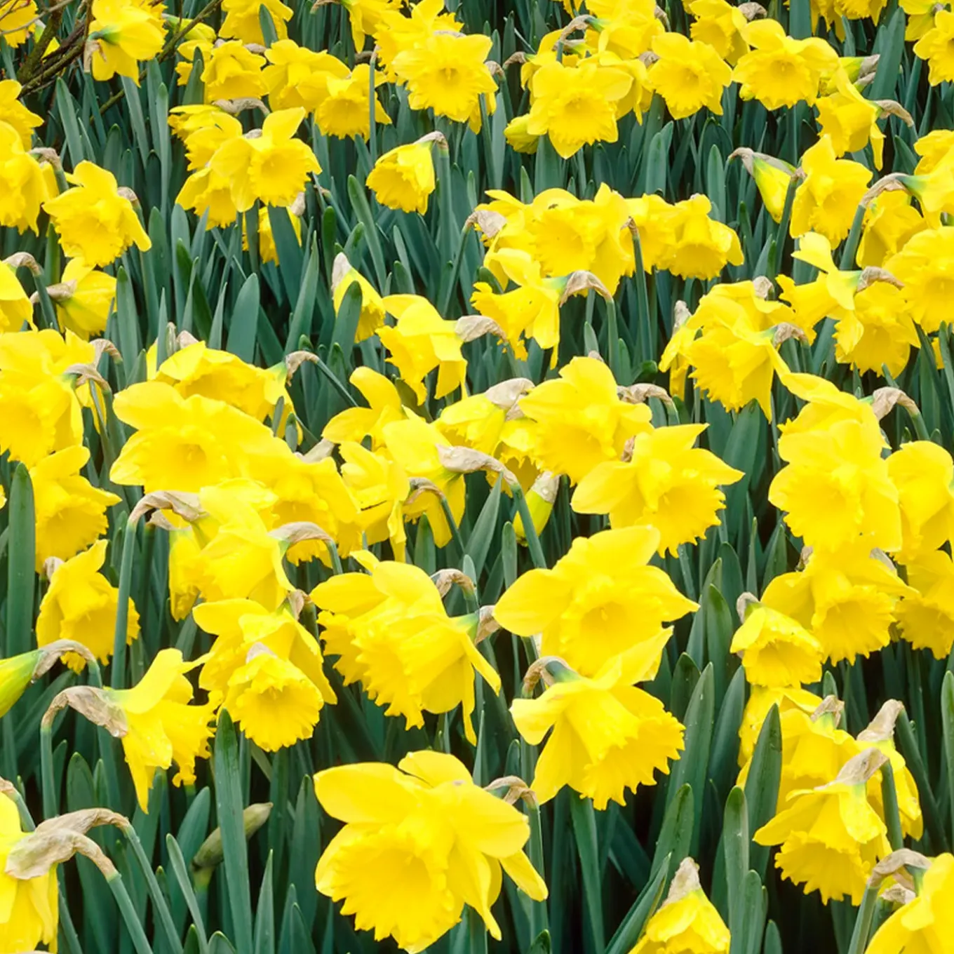 Mix Van 25 - Narcissus Tete A Tete - Kleine Narcis - Meerjarige Planten - Groeit Tot 15-20 Cm