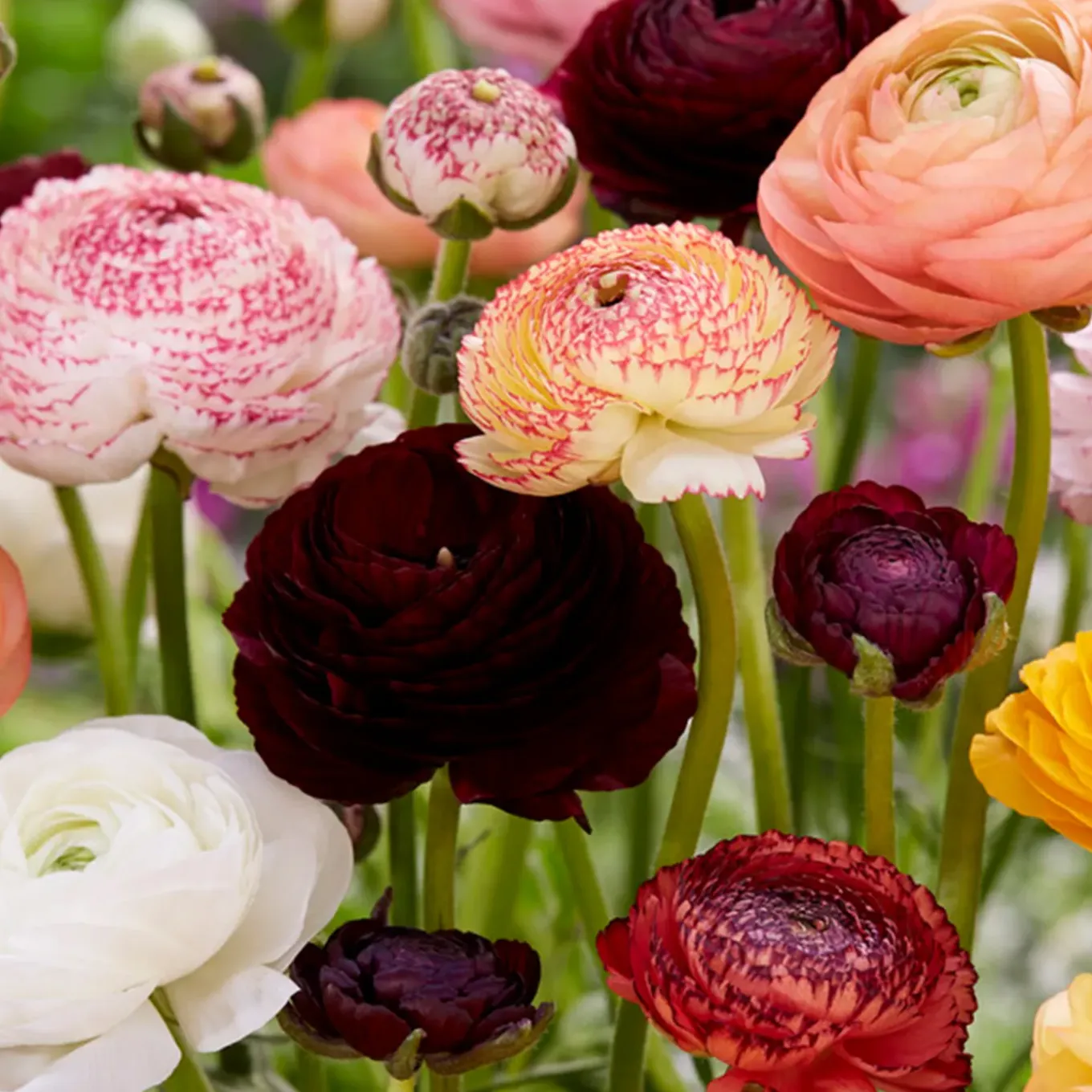 Mix Van 50 - Ranunculus - Ranonkel - Voorjaarsbloeiend - Meerjarige Planten - Groeit Tot 30-40 Cm