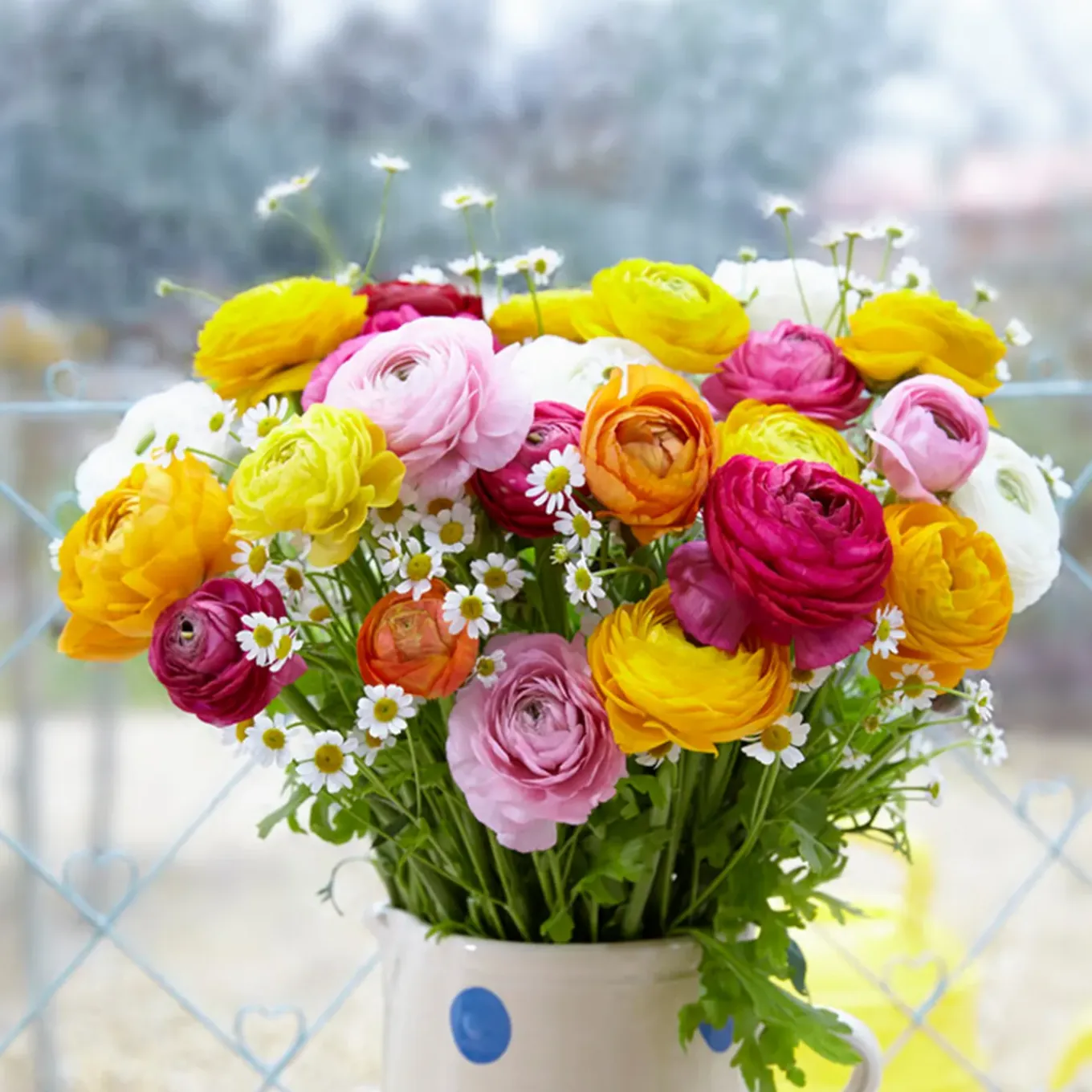 Mix Van 50 - Ranunculus - Ranonkel - Voorjaarsbloeiend - Meerjarige Planten - Groeit Tot 30-40 Cm