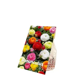 Mix Van 50 - Ranunculus - Ranonkel - Voorjaarsbloeiend - Meerjarige Planten - Groeit Tot 30-40 Cm