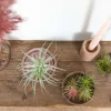 Mix Van 5 - Tillandsia - Luchtplantjes - Zeer Gemakkelijk Te Verzorgen - 5-15 Cm Groot