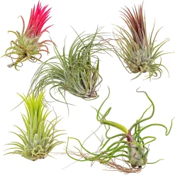 Mix Van 5 - Tillandsia - Luchtplantjes - Zeer Gemakkelijk Te Verzorgen - 5-15 Cm Groot