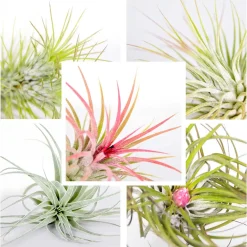 Mix Van 5 - Tillandsia - Luchtplantjes - Zeer Gemakkelijk Te Verzorgen - 5-15 Cm Groot
