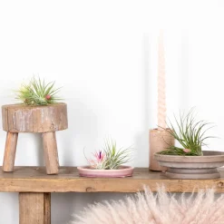 Mix Van 5 - Tillandsia - Luchtplantjes - Zeer Gemakkelijk Te Verzorgen - 5-15 Cm Groot