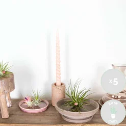 Mix Van 5 - Tillandsia - Luchtplantjes - Zeer Gemakkelijk Te Verzorgen - 5-15 Cm Groot